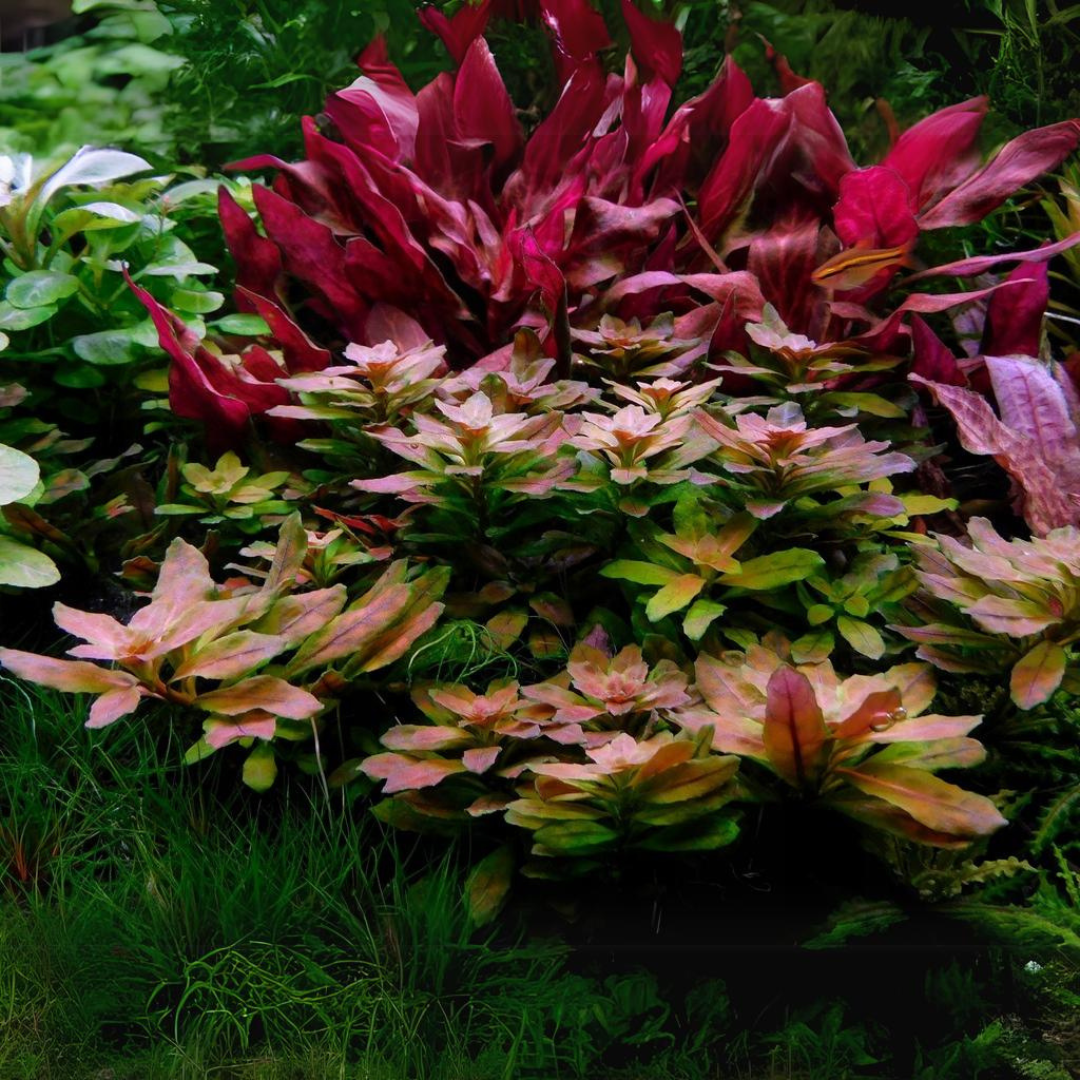 ADA IC368 Ludwigia Sphaerocarpa | TC Live Plant