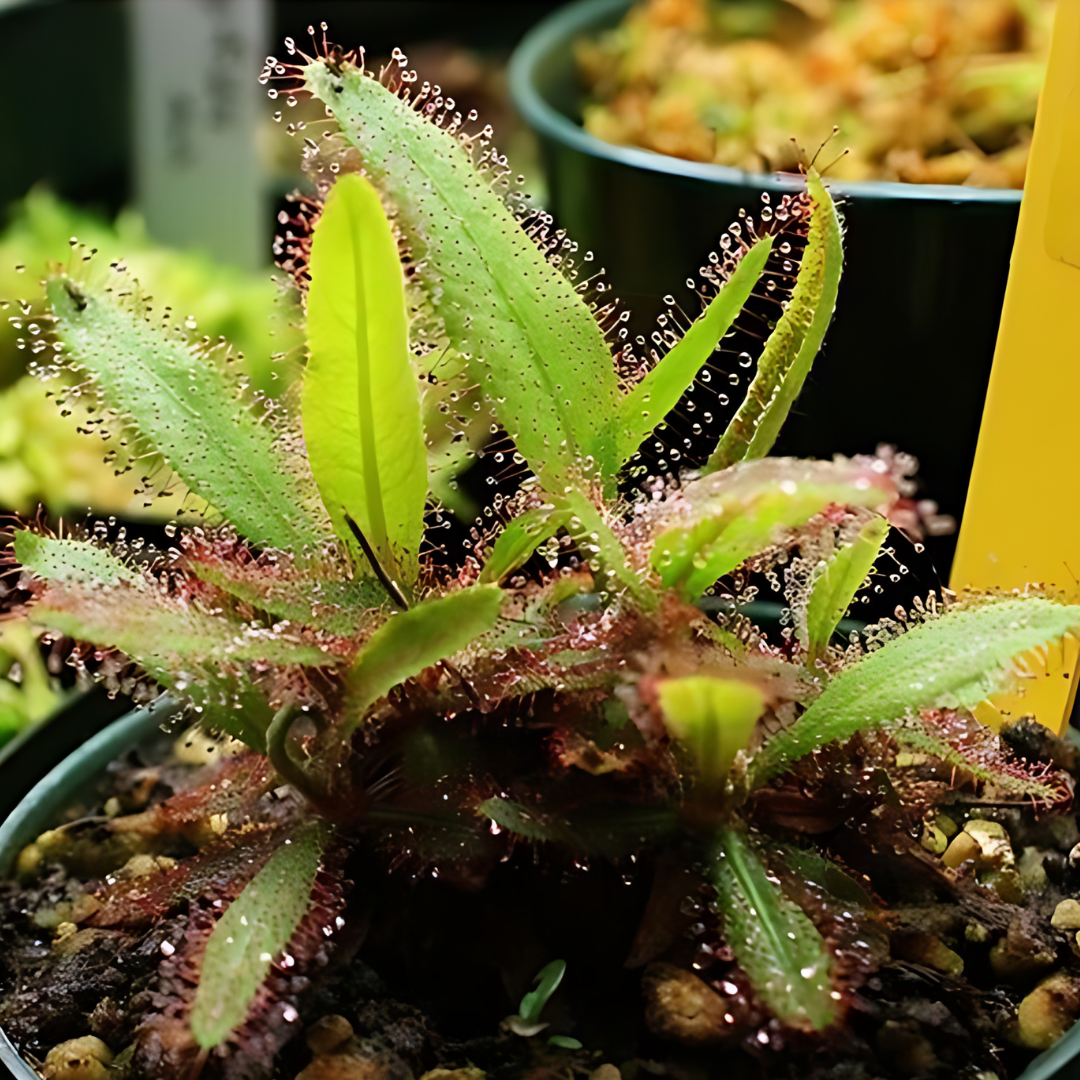 ADA IC372 Drosera Adelae | TC Live Plant