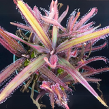 ADA IC372 Drosera Adelae | TC Live Plant