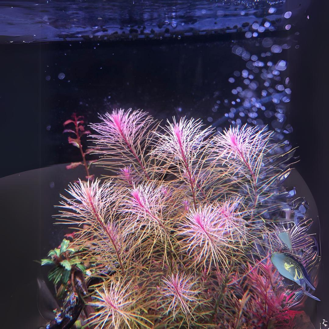 ADA IC389 Rotala Wallichi Longleaf Green | TC Live Plant