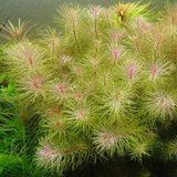 ADA IC389 Rotala Wallichi Longleaf Green | TC Live Plant