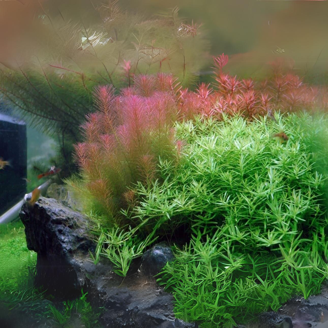 ADA IC389 Rotala Wallichi Longleaf Green | TC Live Plant