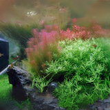 ADA IC389 Rotala Wallichi Longleaf Green | TC Live Plant