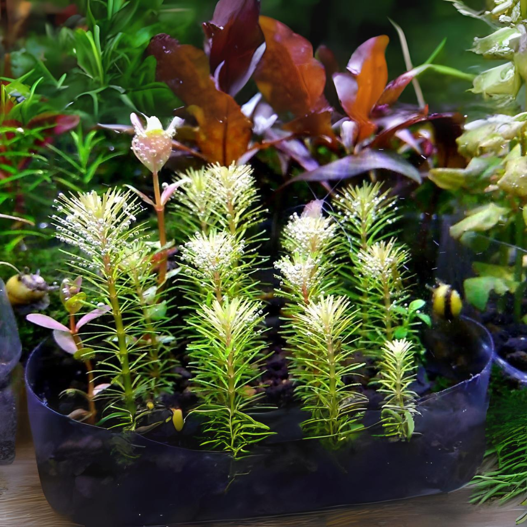 ADA IC392 Rotala Sp Bangladesh | TC Live Plant