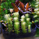 ADA IC392 Rotala Sp Bangladesh | TC Live Plant