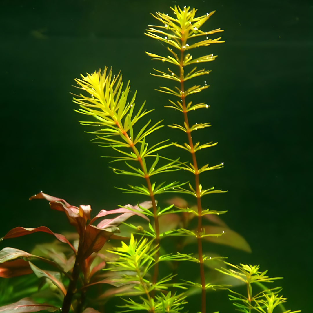 ADA IC392 Rotala Sp Bangladesh | TC Live Plant