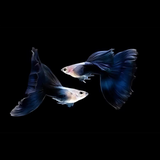 Guppy HB Blue | Male & Female