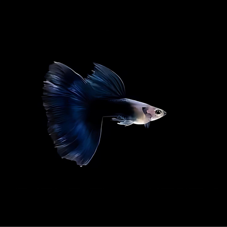 Guppy HB Blue | Male & Female