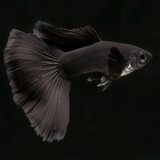 Guppy Moscow Black | Male & Female