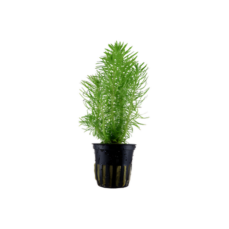 ADA IC403 Proserpinaca Palustris | TC Live Plant