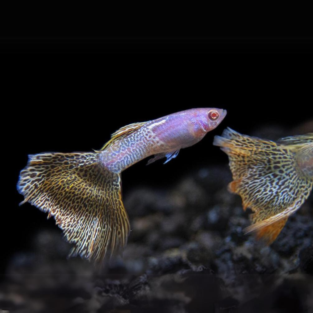 Guppy Metal Yellow Lace | Male & Female