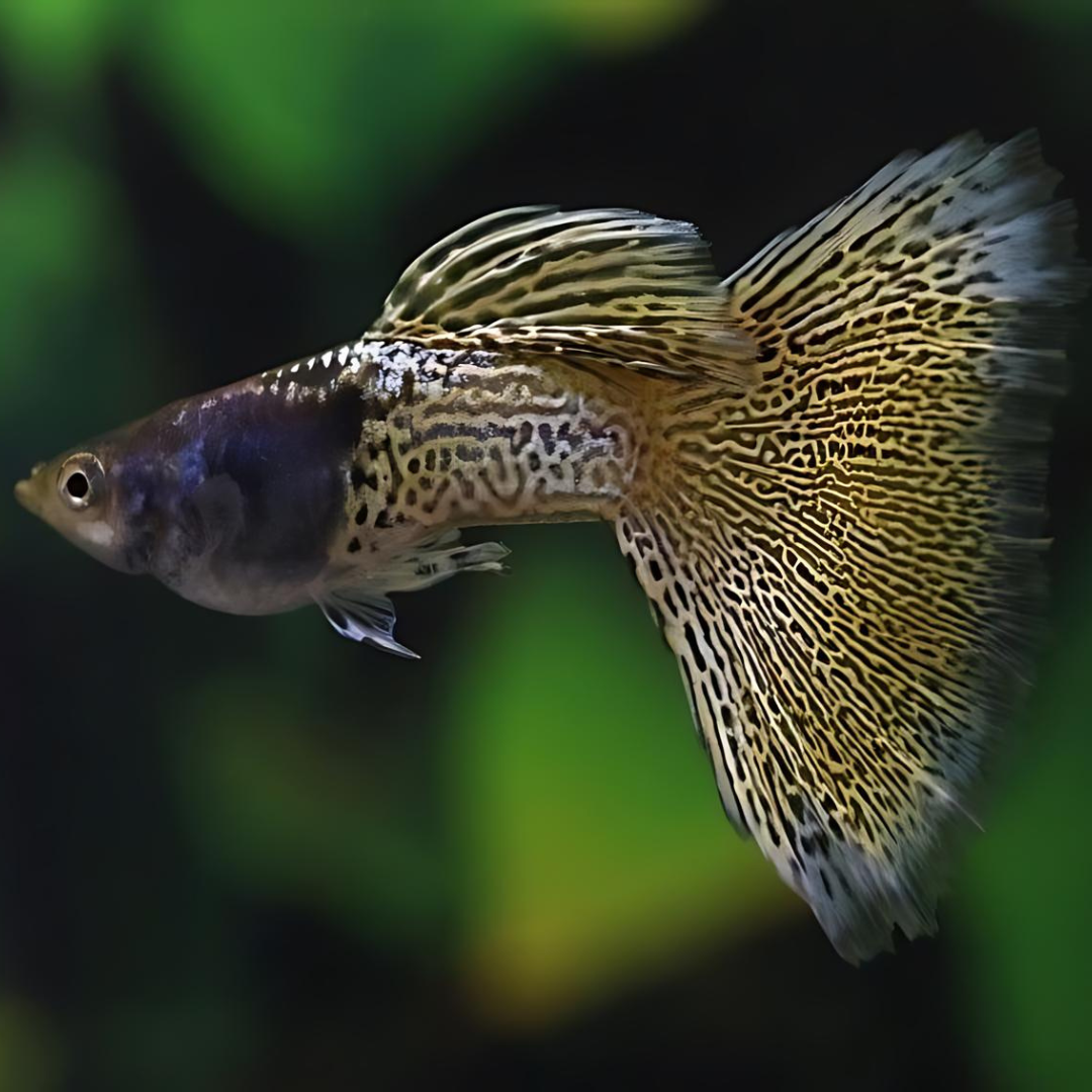 Guppy Metal Yellow Lace | Male & Female