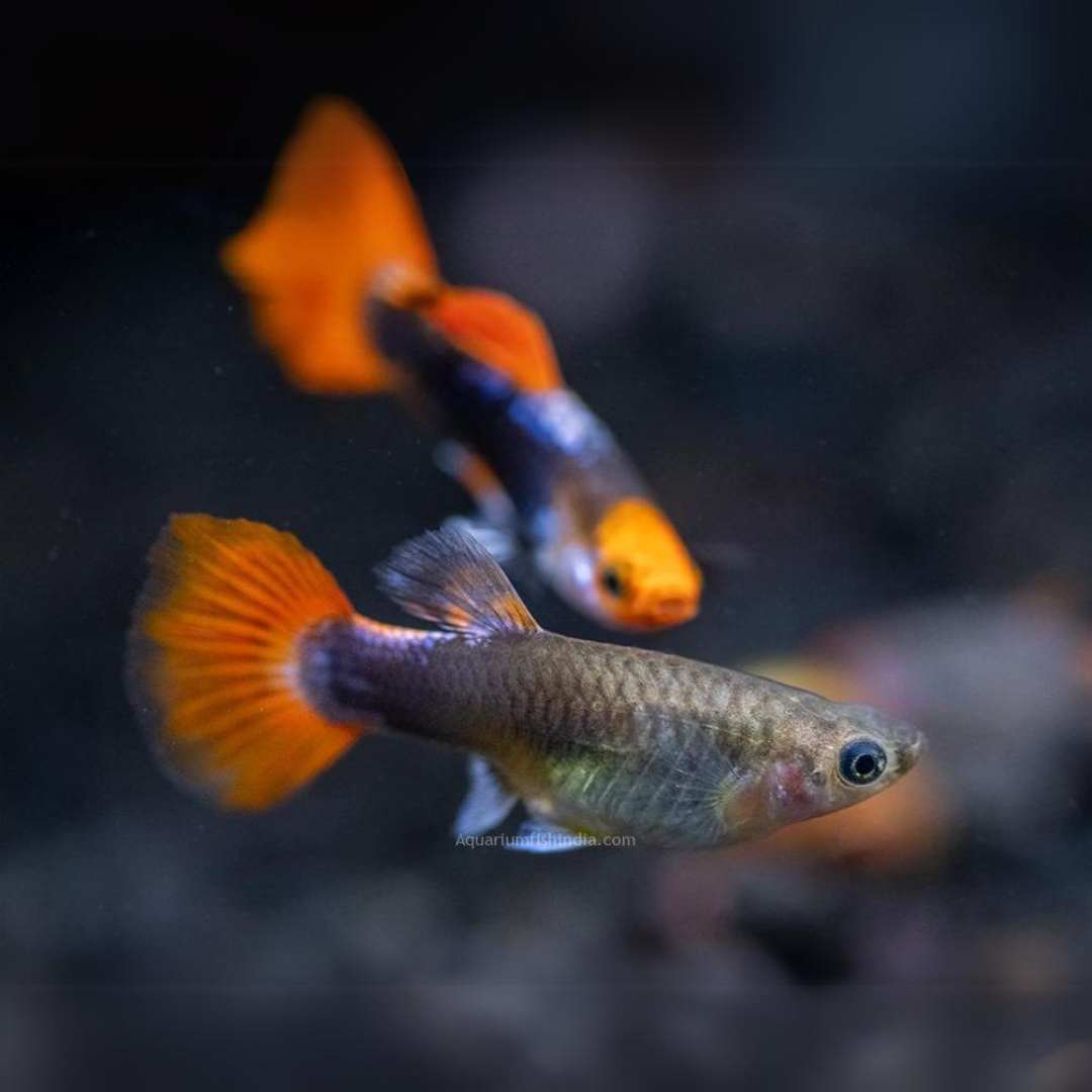 Guppy Tuxedo Koi | Male & Female