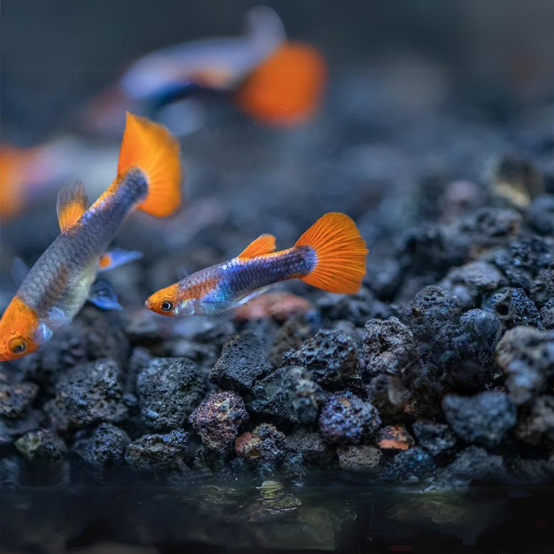 Guppy Tuxedo Koi | Male & Female