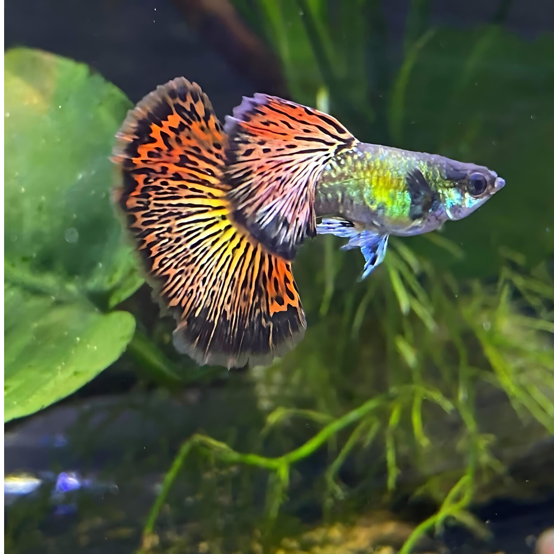 Guppy Red Dragon | Male & Female