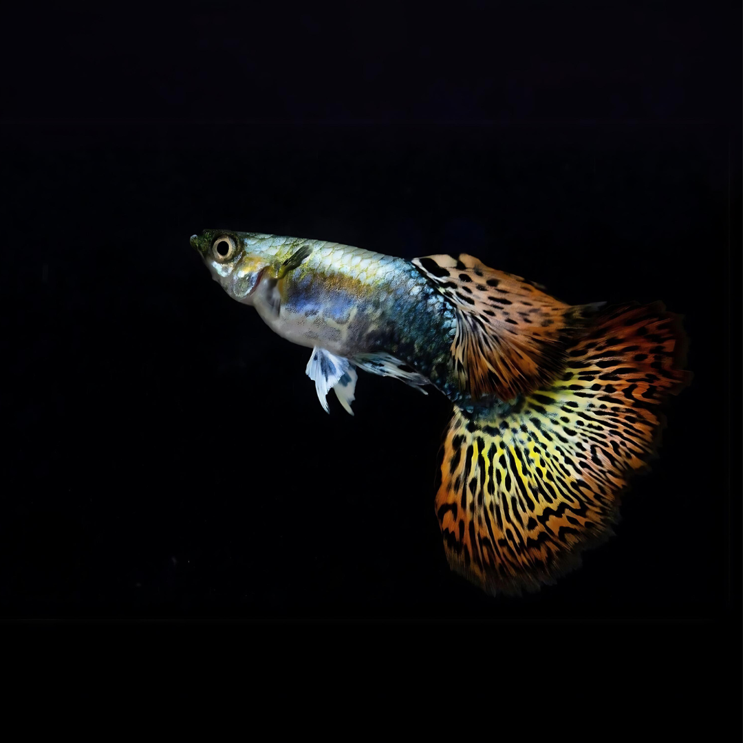 Guppy Red Dragon | Male & Female