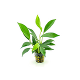 Anubias Glabra | Pot Live Plant