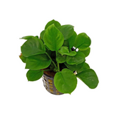 Anubias Coin leaf | Pot Live Plant