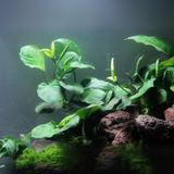 Anubias Coin leaf | Pot Live Plant