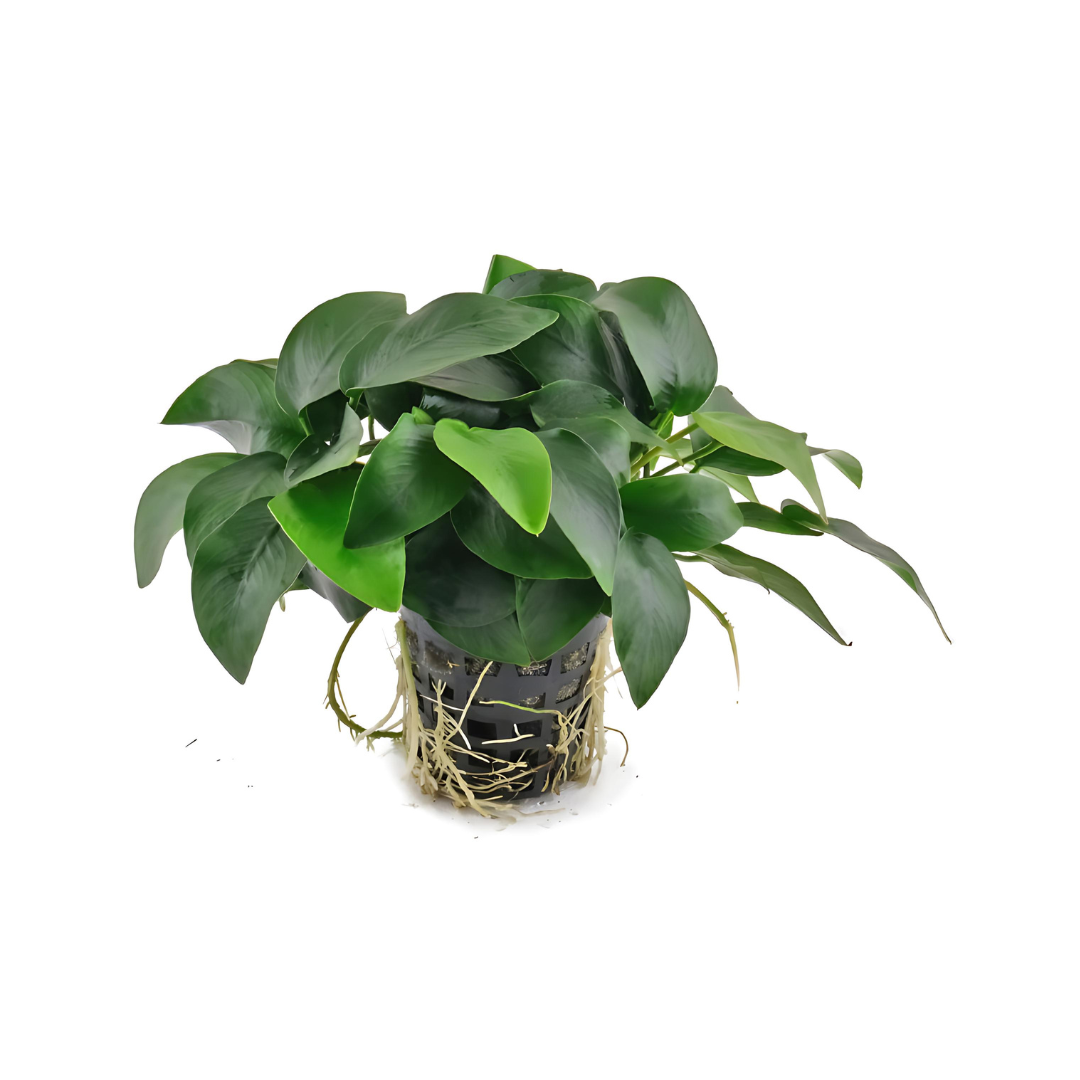 Anubias Nana | Pot Live Plant