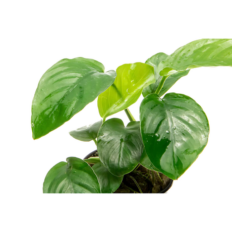 Anubias Barteri Broad Leaf | Pot Live Plant