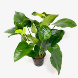 Anubias Barteri Broad Leaf | Pot Live Plant