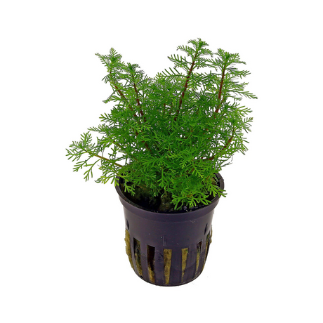 ADA IC406 Myriophyllum Mattogrossense | TC Live Plant