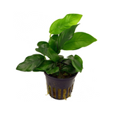 Anubias Barteri Var Nana | Pot Live Plant