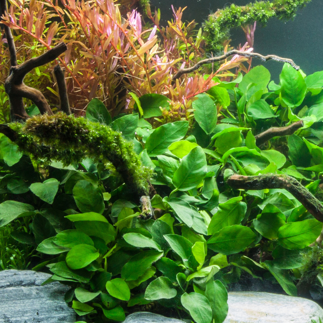 Anubias Barteri Var Nana | Pot Live Plant