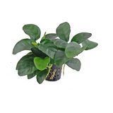 Anubias Nana Long Wavy | Pot Live Plant