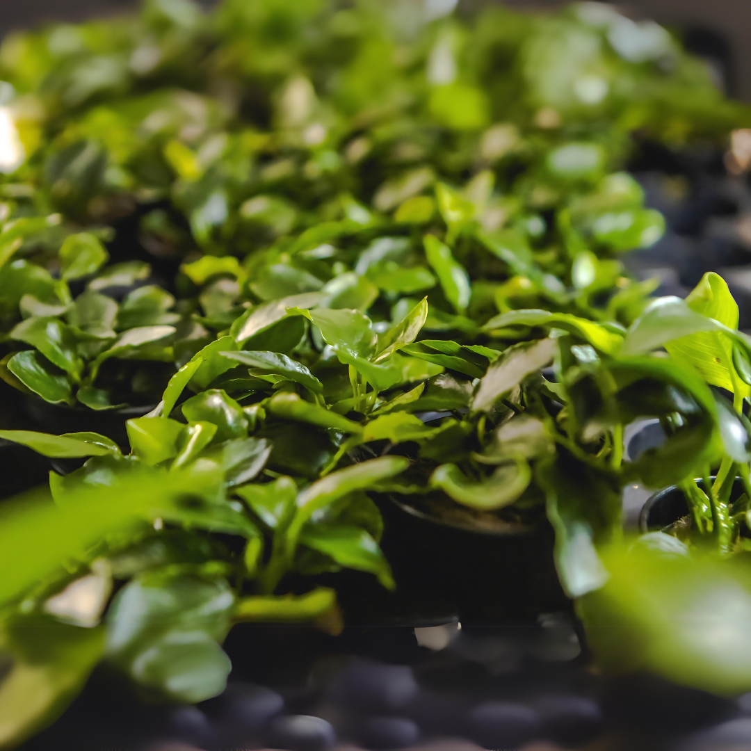 Anubias Nana Long Wavy | Pot Live Plant