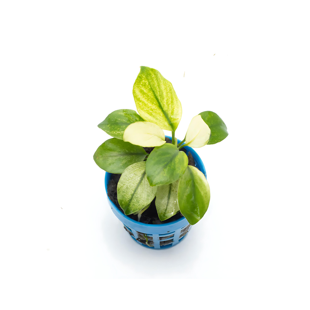 Anubias SP Broad White | Pot Live Plant