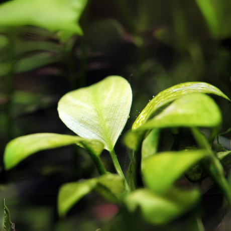 Anubias SP Broad White | Pot Live Plant