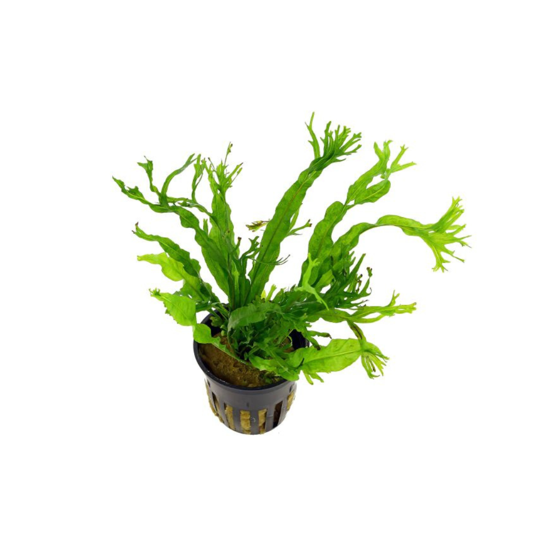 AP102 Microsorum Petropus Windelov Tropica | Pot Live Plant