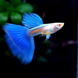 Guppy Albino Blue Topaz | Male & Female