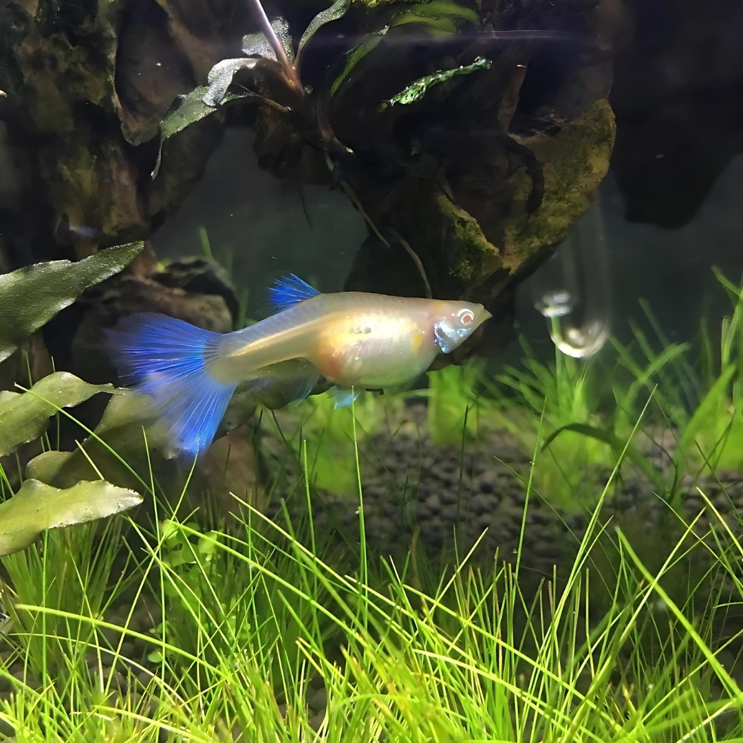 Guppy Albino Blue Topaz | Male & Female