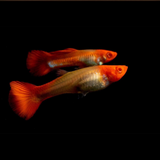 Guppy Albino Koi | Male & Female