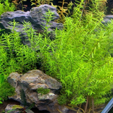 ADA IC432 Rotala Rotundifolia Wayanad | TC Live Plant