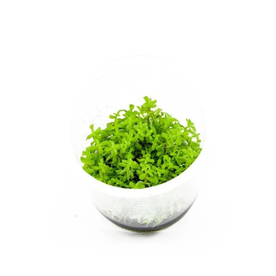 ADA IC432 Rotala Rotundifolia Wayanad | TC Live Plant