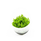 ADA IC432 Rotala Rotundifolia Wayanad | TC Live Plant