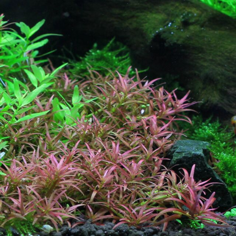 ADA IC436 Rotala Mexicana Goais | TC Live Plant