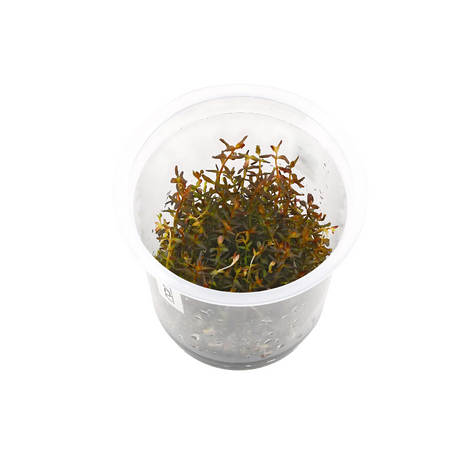 ADA IC438 Rotala Macrandra Sp Mini | TC Live Plant