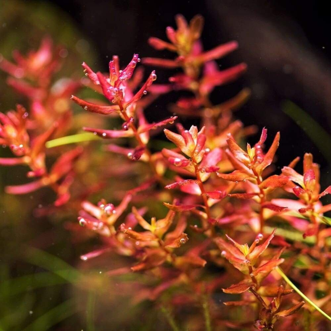 ADA IC438 Rotala Macrandra Sp Mini | TC Live Plant