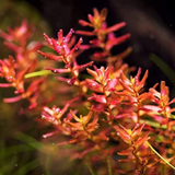 ADA IC438 Rotala Macrandra Sp Mini | TC Live Plant