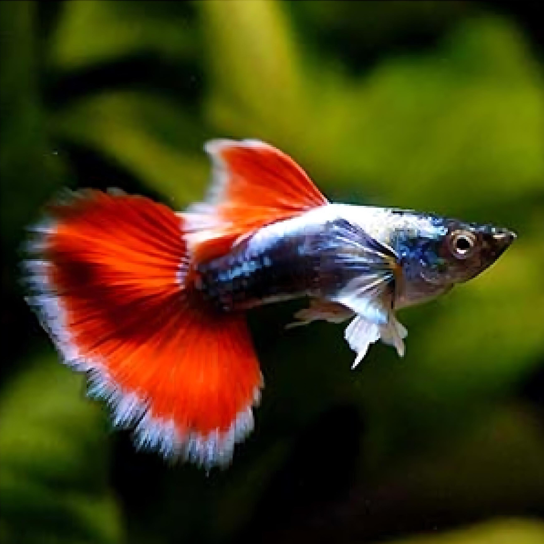 Guppy Santa Claus | Male & Female