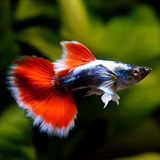 Guppy Santa Claus | Male & Female