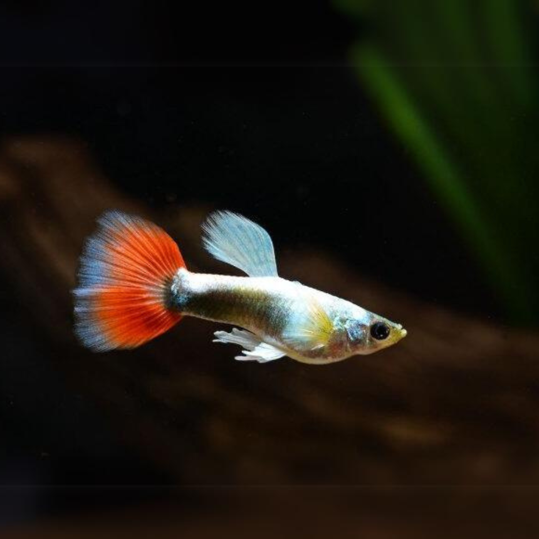 Guppy Santa Claus | Male & Female