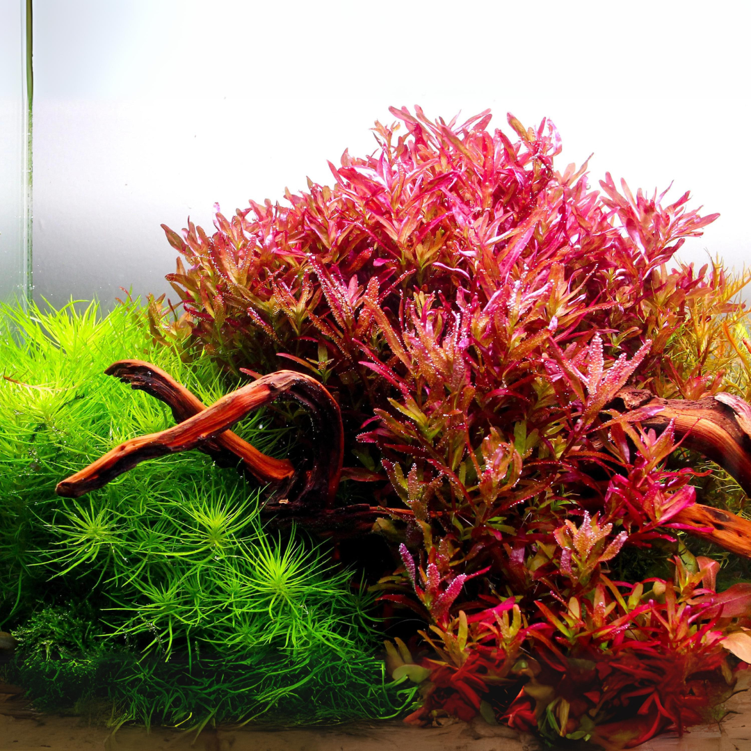 Sreepadma C116 Rotala Blood Red | TC Live Plant