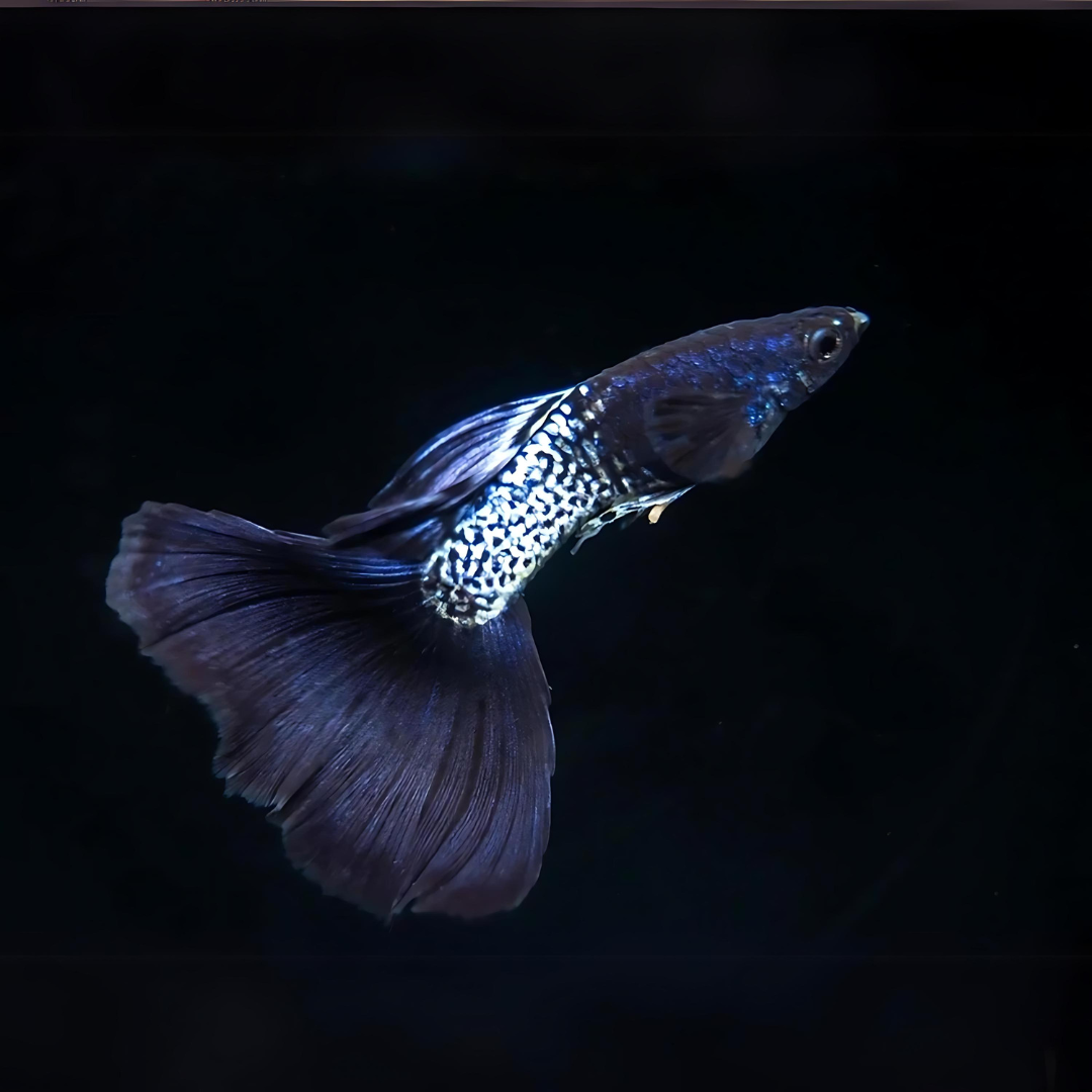 Guppy Metal Snake Skin Blue Black | Male & Female