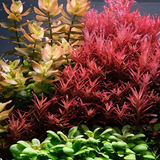 Sreepadma C116 Rotala Blood Red | TC Live Plant